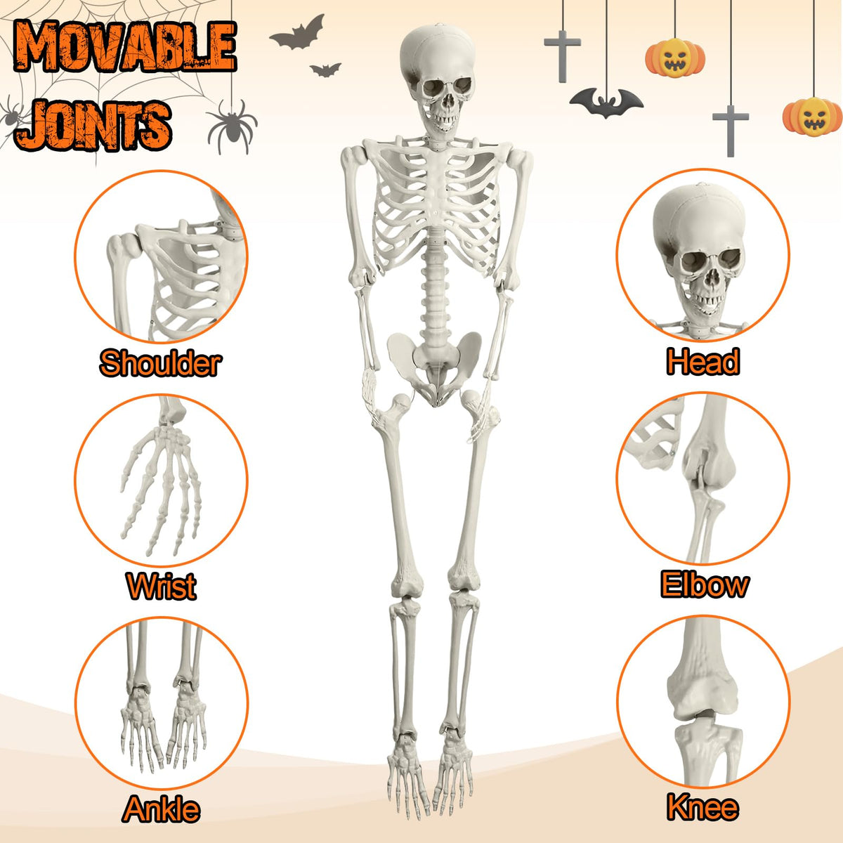 5.4FT Posable Life Size Skeleton N4159