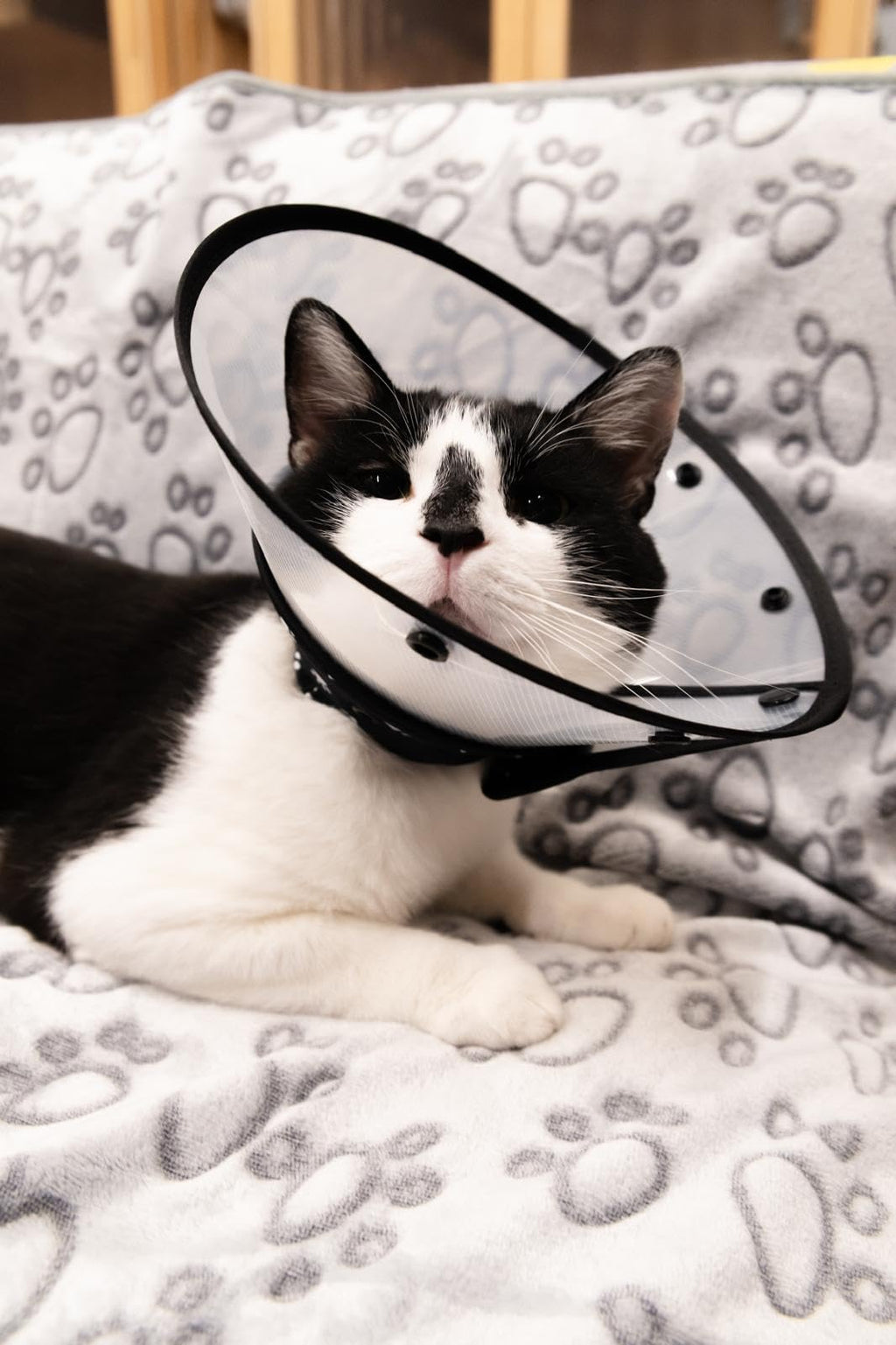 Black Medium Cat Cone Collar D3566