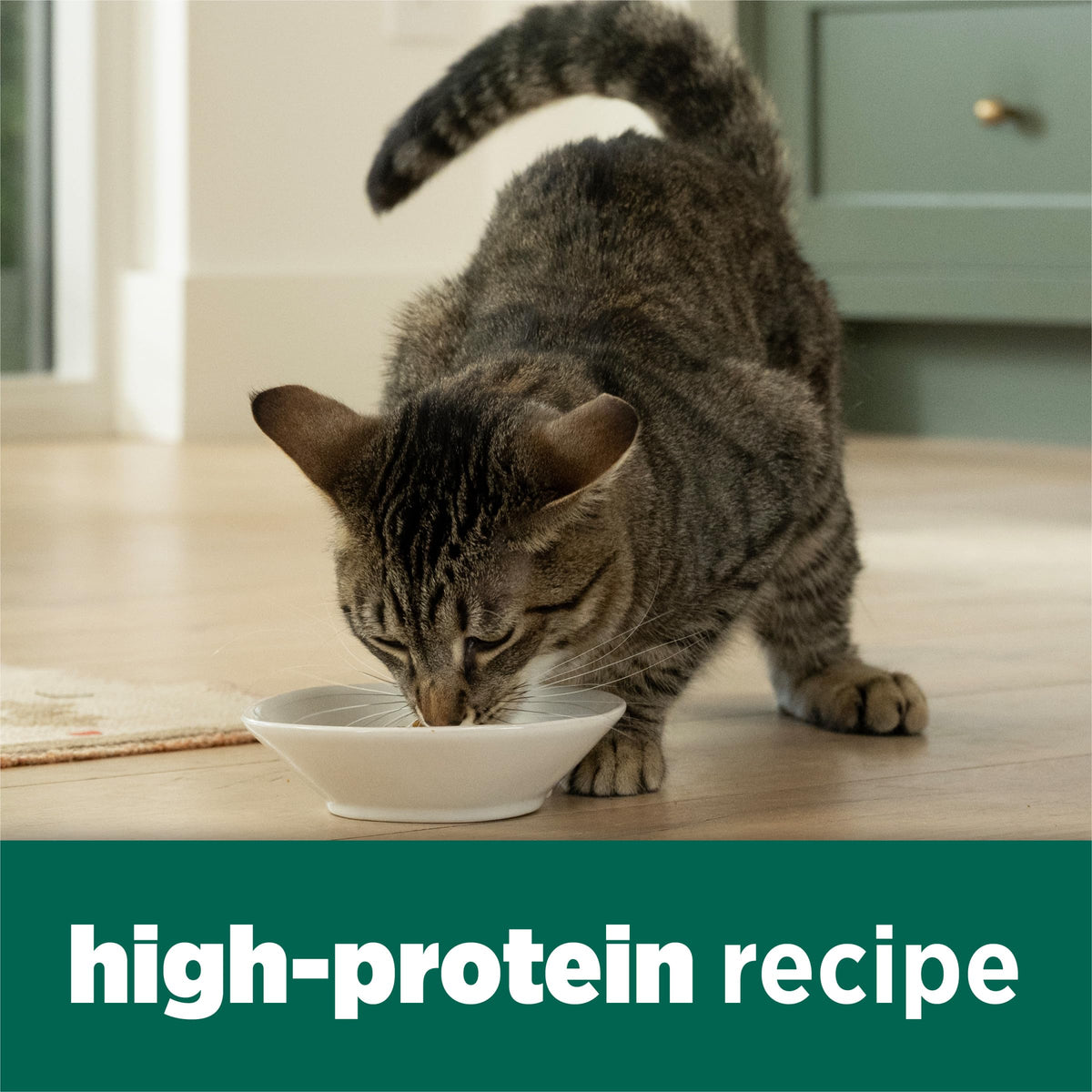 High Protein Dry Cat Food with Vitamins and Minerals 35 lb Bag Y267