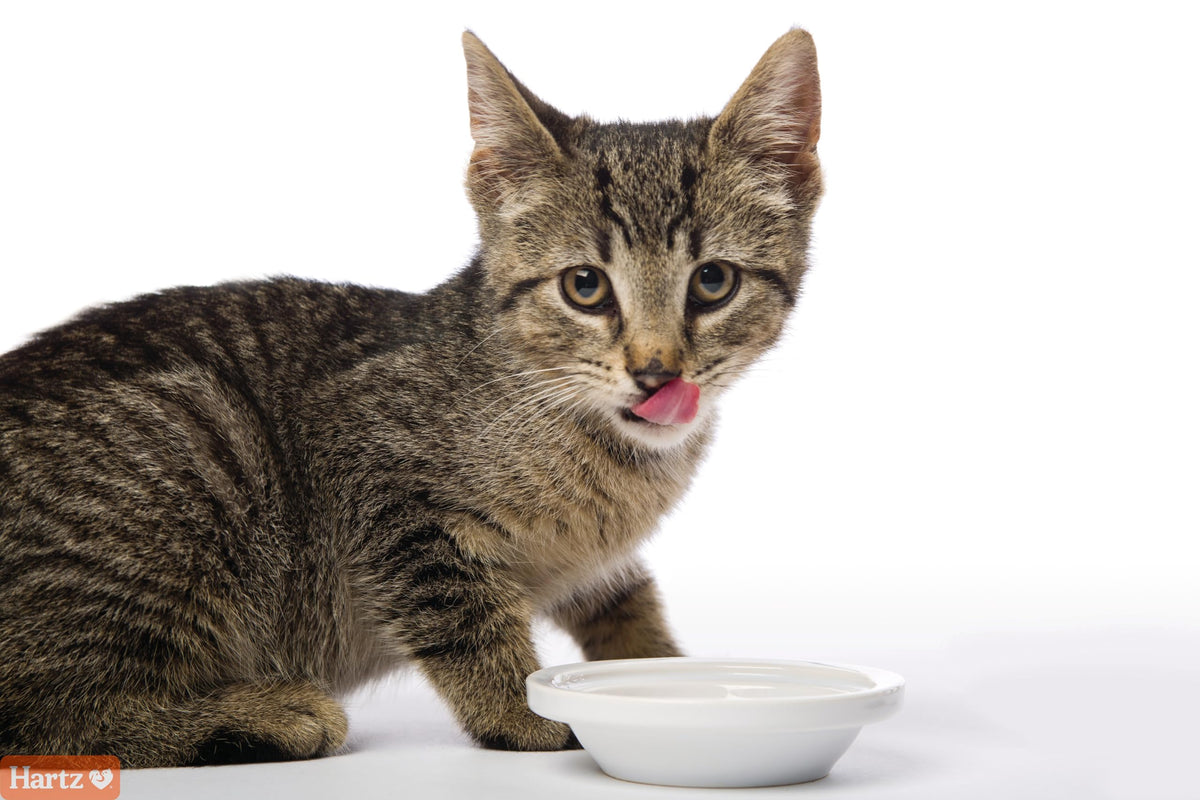 Salmon Flavored Hairball Remedy Paste for Cats and Kittens, 2.5 Ounce (Pack of 2) R9615